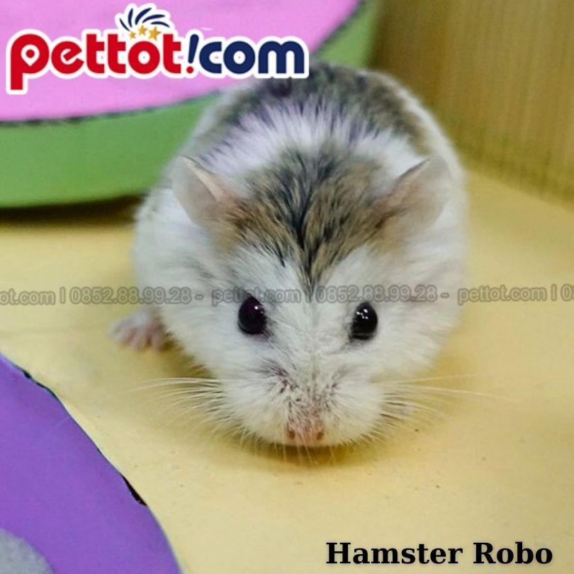 chuột hamster dễ nuôi - Một số bệnh thường gặp ở chuột Hamster
