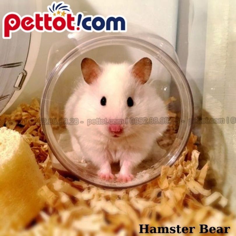 Chuột Hamster bear bao nhiêu tiền?
