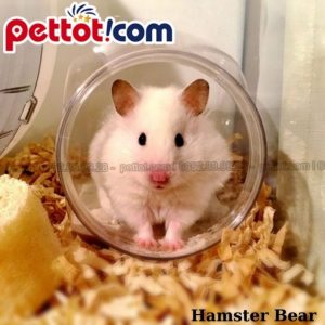 Đồ chơi Chuột Hamster giá rẻ