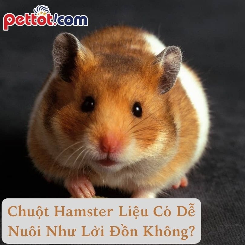 Chuột Hamster Liệu Có Dễ Nuôi Như Lời Đồn Không?