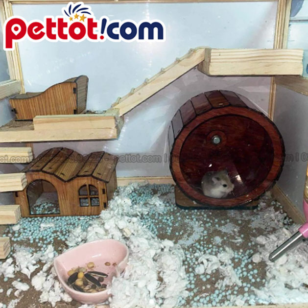 Những lưu ý quan trọng khi mua chuồng cho chuột hamster
