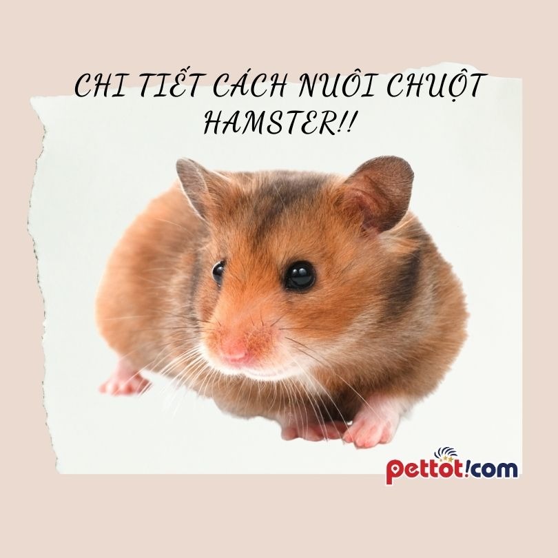 Chi tiết cách nuôi chuột Hamster: Thức ăn, Lồng nuôi, Đồ chơi,….