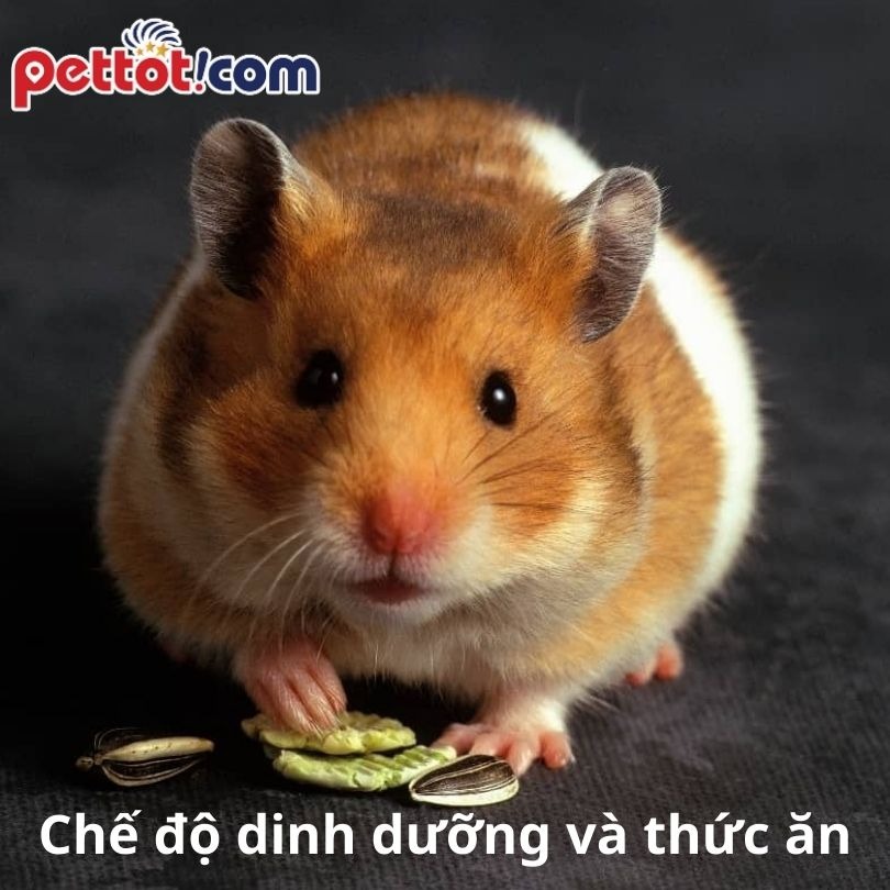 Chế độ dinh dưỡng và thức ăn khi nuôi chuột hamster