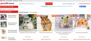 chuột hamster mua ở đâu con giống chất lượng nhất