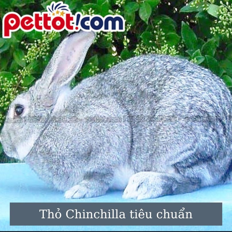 Thỏ Chinchilla Tiêu Chuẩn có điểm gì KHÁC BIỆT ??