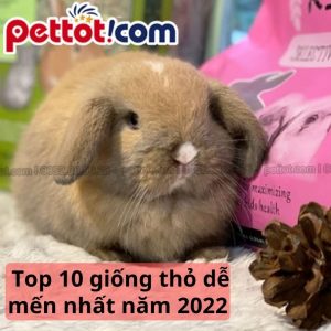 Top 10 giống thỏ dễ mến nhất năm 2022
