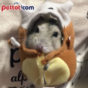 Quần Áo cho Chuột Hamster
