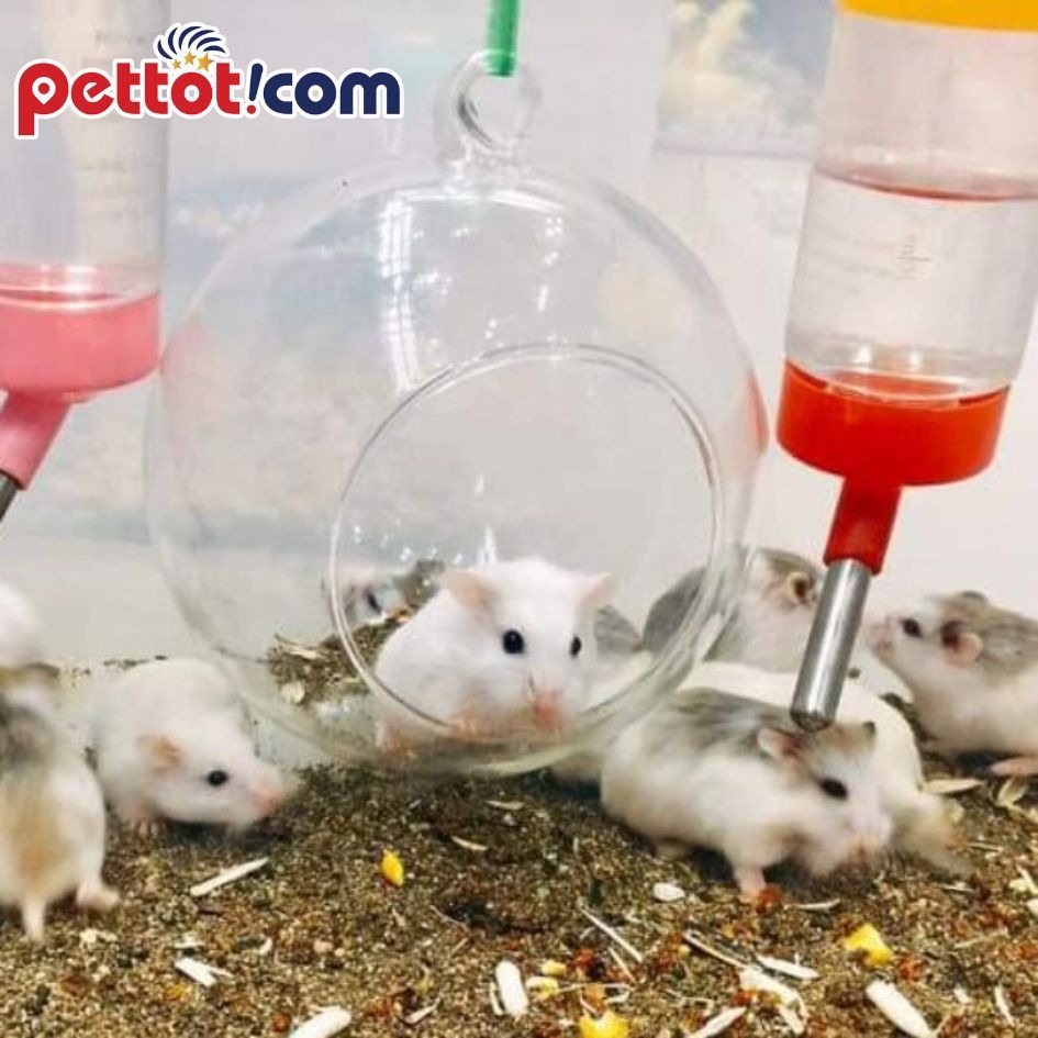 Bình nước cho chuột Hamster - Chuột Hamster uống nước bằng gì?