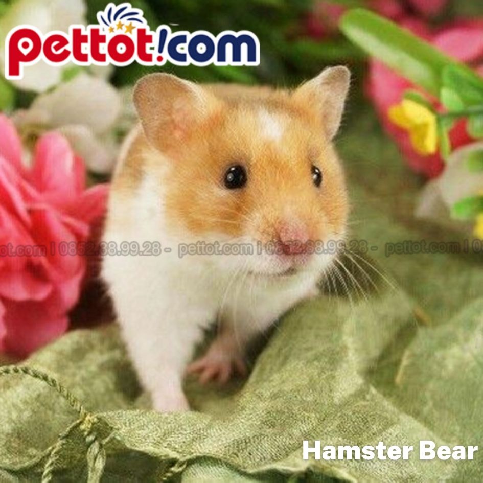 chuột hamster bear giá bao nhiêu - Đặc điểm ngoại hình, tính cách
