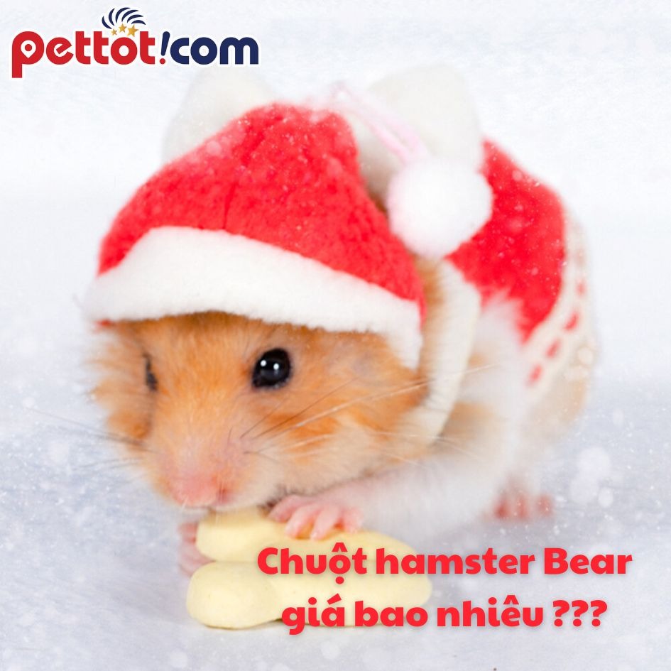 Chuột Hamster Bear Giá Bao Nhiêu? Cần lưu ý gì khi nuôi? 