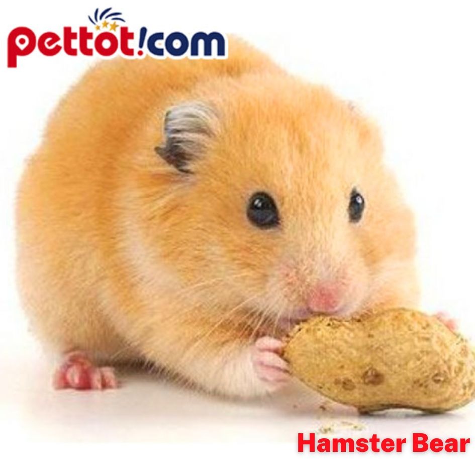 chuột hamster bear giá bao nhiêu - Những lưu ý khi nuôi