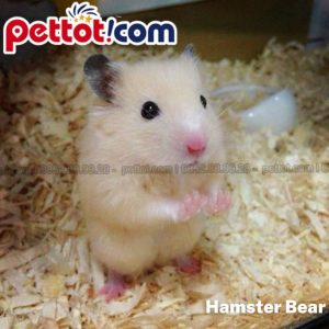 chuột hamster bear giá bao nhiêu