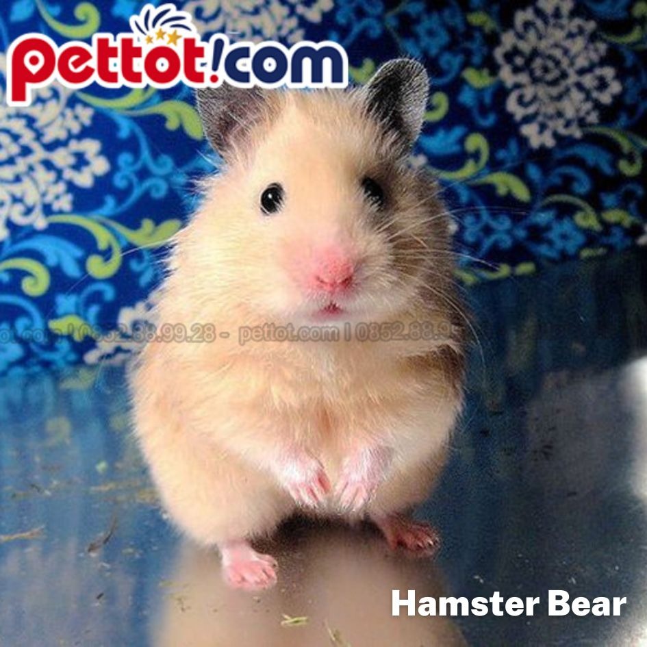 chuột hamster bear giá bao nhiêu - Các loại chuột hamster bear hiện nay 