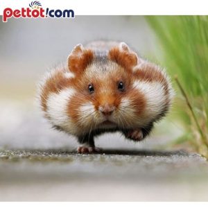 Tại sao nên cho chuột hamster ăn chuối? Liều lượng ăn phù hợp?