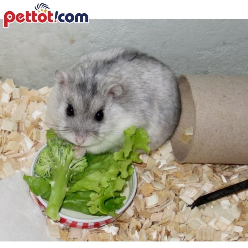 Chuột hamster Campell ăn chuối thế nào -chuột hamster ăn chuối