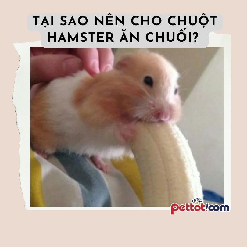 Tại sao nên cho chuột hamster ăn chuối? Liều lượng ăn phù hợp?