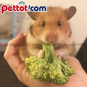 chuột hamster ăn gì