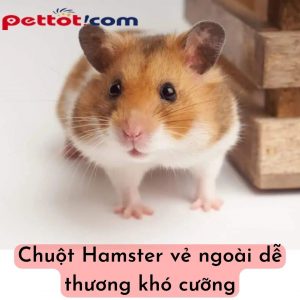 Đặt tên cho hamster Hay và Độc Lạ nhất