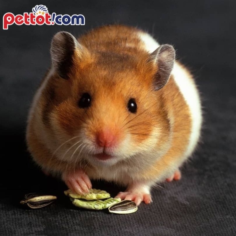 Tìm hiểu về giống chuột Hamster Campell