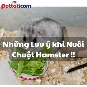 Lưu Ý khi nuôi chuột hamster