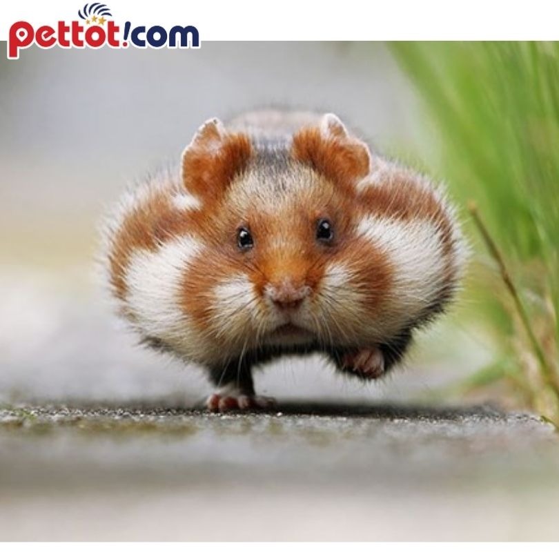 Mua chuột Hamster từ những cửa hàng uy tín - Lưu Ý khi nuôi chuột hamster
