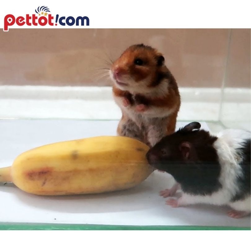 Không nên cho chuột Hamster ăn vặt quá nhiều - Lưu Ý khi nuôi chuột hamster