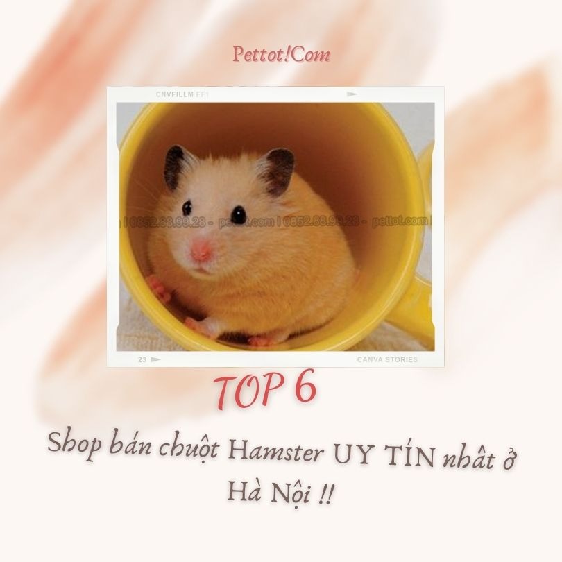 TOP 6 shop bán chuột Hamster UY TÍN nhất ở Hà Nội !!