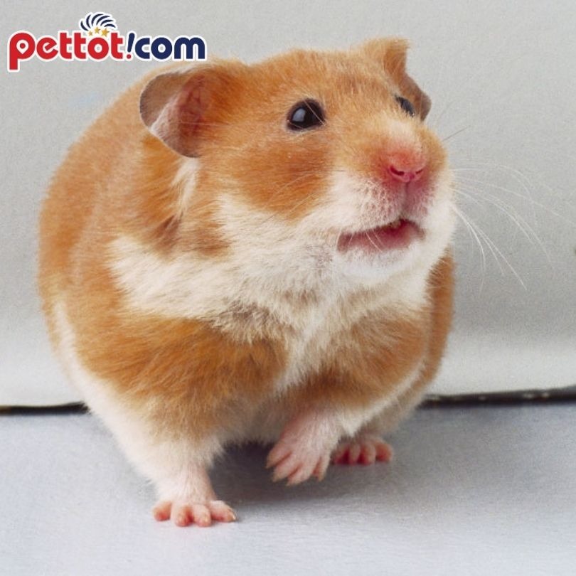 TOP 6 shop bán chuột Hamster UY TÍN nhất ở Hà Nội !!