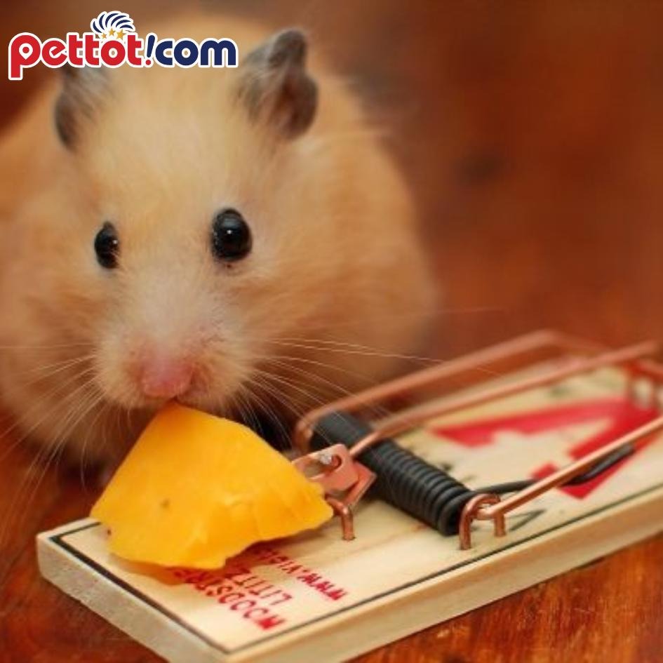 Hướng dẫn cách nuôi chuột Hamster đúng cách