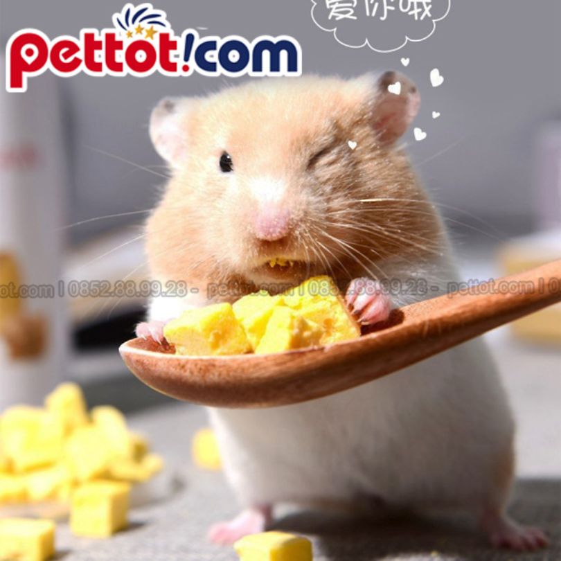 [Tổng hợp] Các loại đồ ăn của chuột Hamster tốt nhất !!