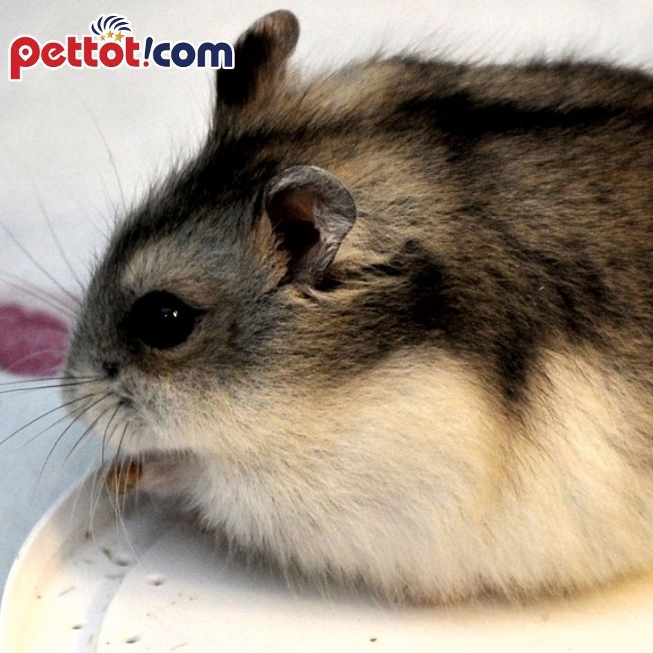 Những lưu ý trong thức ăn của chuột hamster
