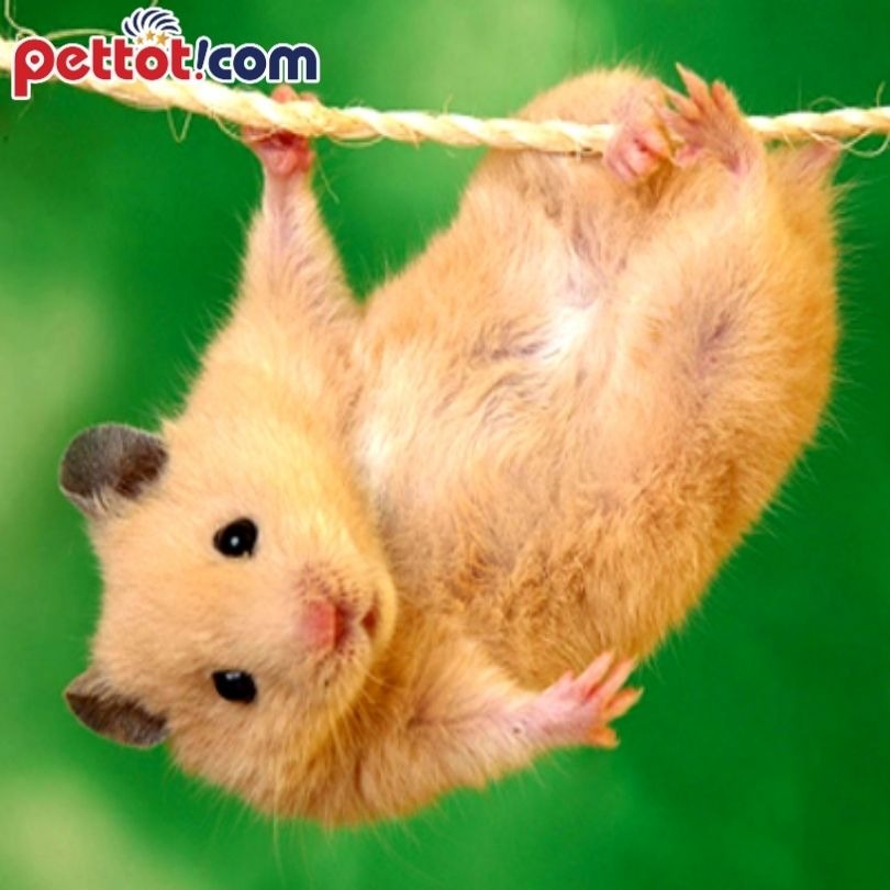 Chuột hamster dễ nuôi không? Những thứ cần thiết khi nuôi hamster?