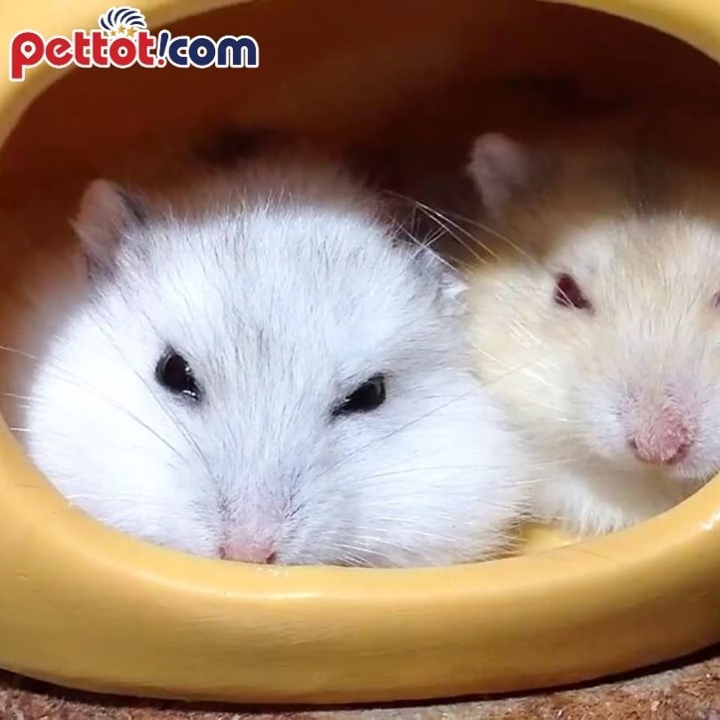 Cần chuẩn bị gì để nuôi Hamster? Chuột hamster có dễ nuôi không