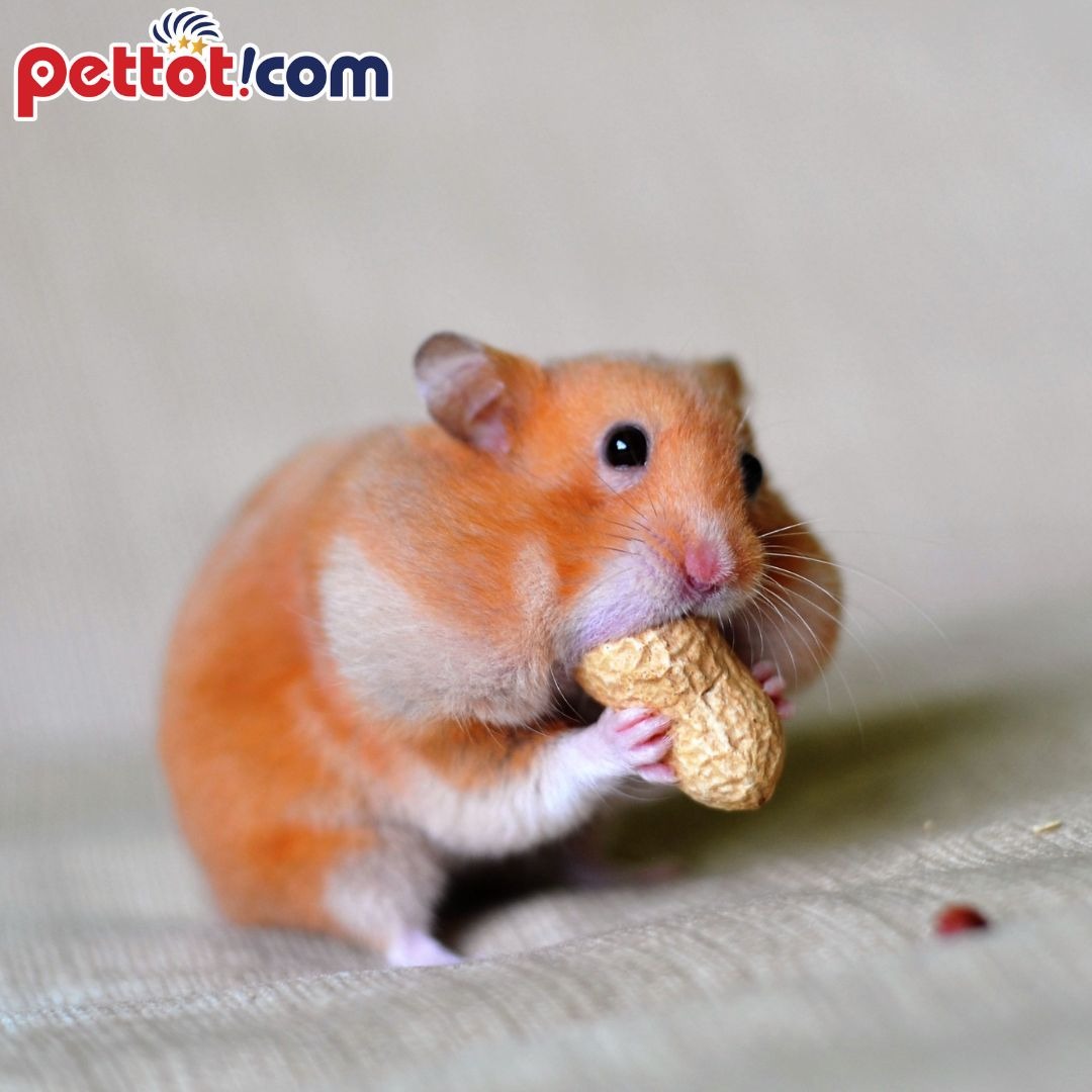 Những lưu ý trong khẩu phần ăn của chuột hamster - Thức ăn cho Hamster hải sản Jessi