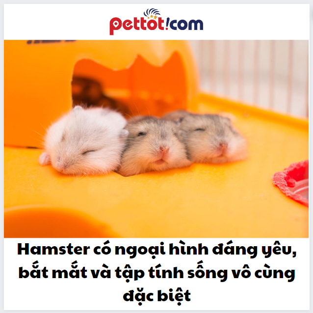 Lý giải nguyên nhân chuột hamster được yêu thích -hướng dẫn nuôi chuột hamster 