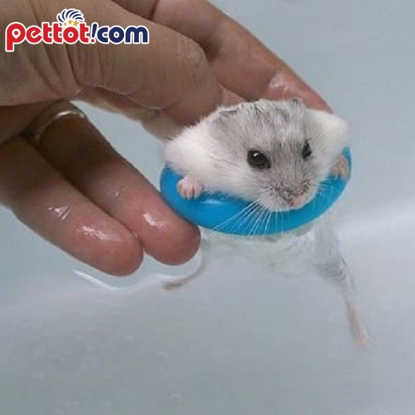 Hướng dẫn cách tắm cho hamster đúng cách  - Nhà tắm cho chuột Hamster