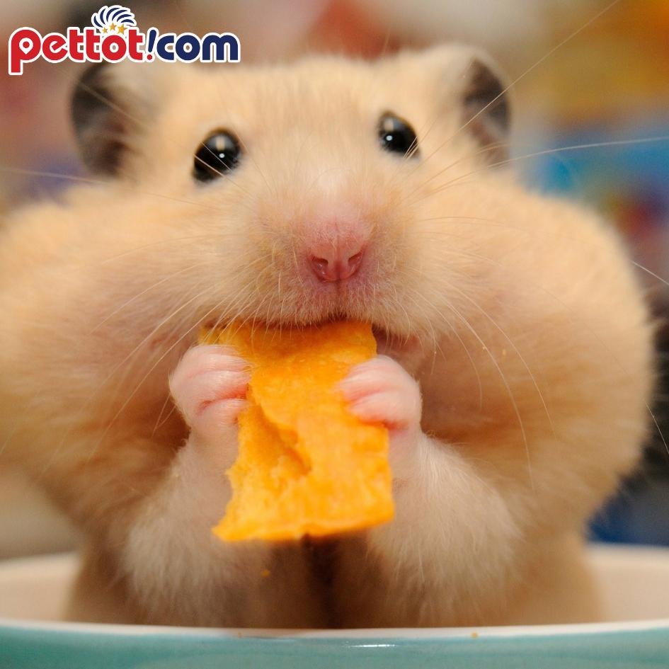 Thức ăn bổ sung  - Nuôi chuột hamster đúng cách