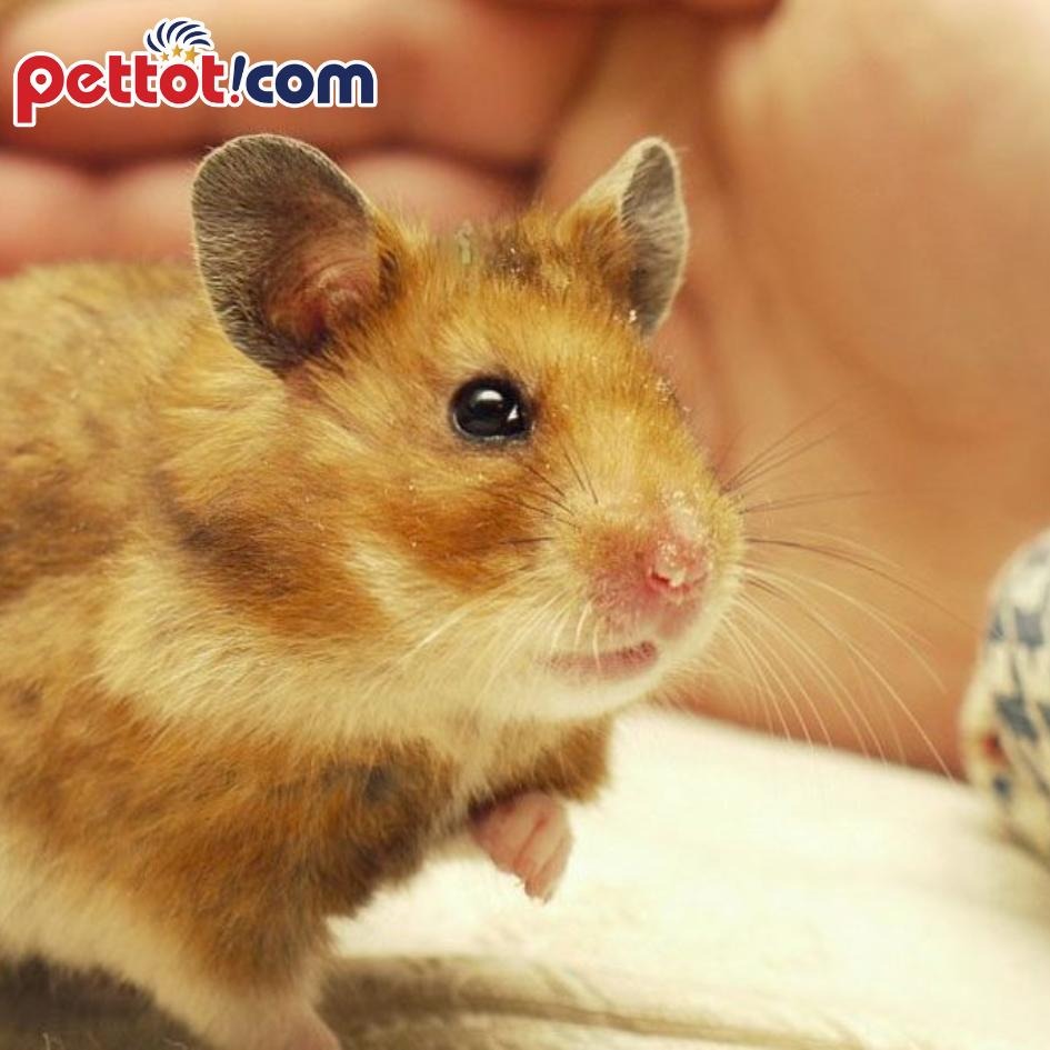 Tổng hợp các giống hamster được yêu thích hiện nay - Nuôi chuột hamster đúng cách