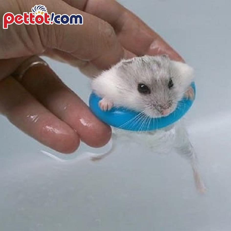 Chuột hamster không chịu tắm phải làm sao?