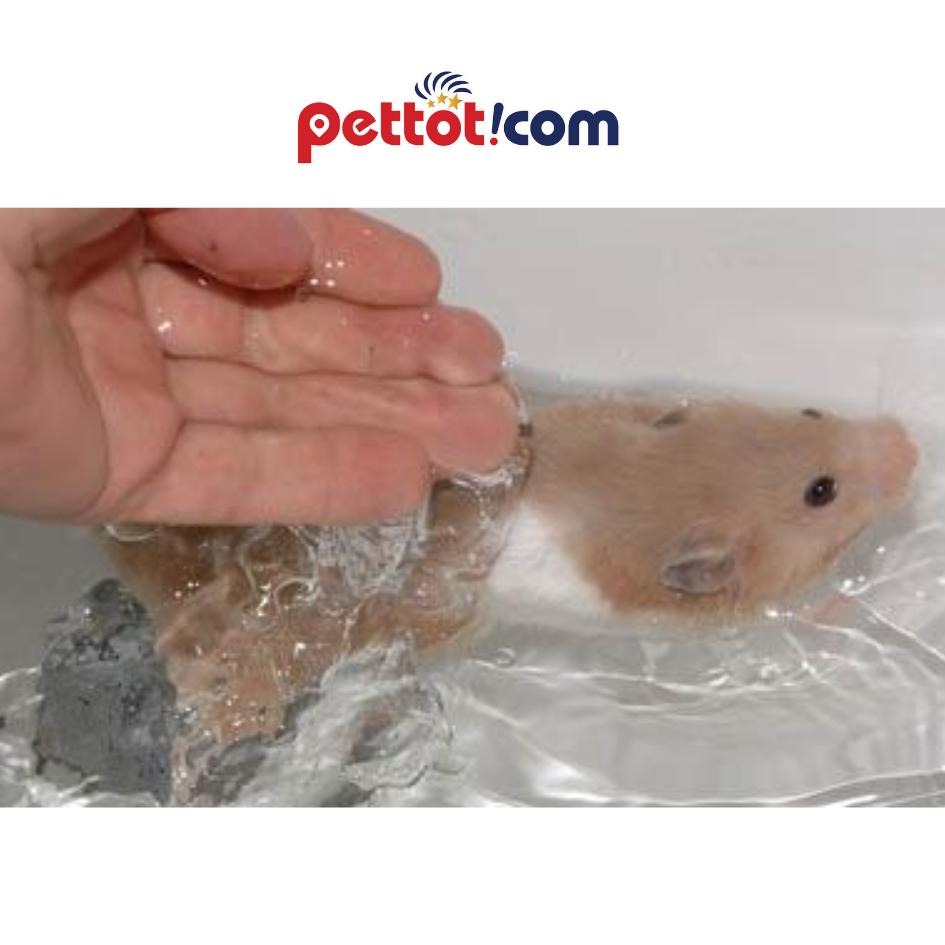 Lưu ý khi tắm cho bé hamster - Chuột hamster không chịu tắm