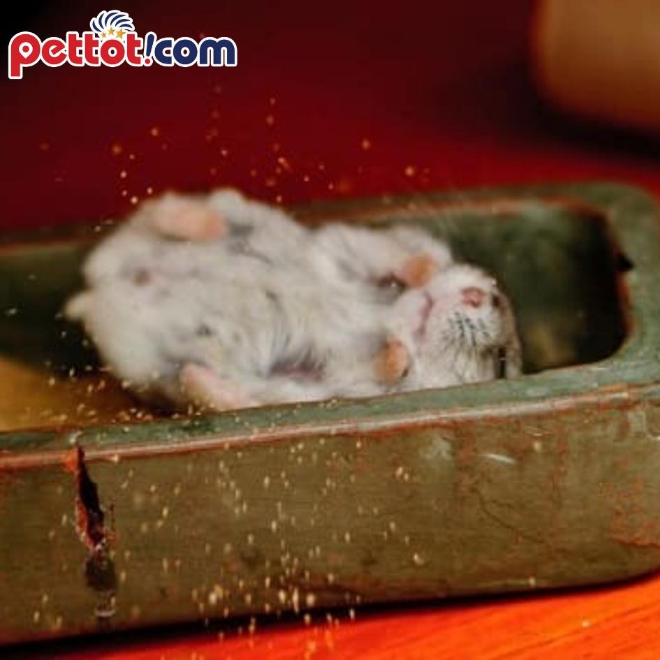 Hướng dẫn cách tắm cho chuột hamster - Chuột hamster không chịu tắm phải làm sao