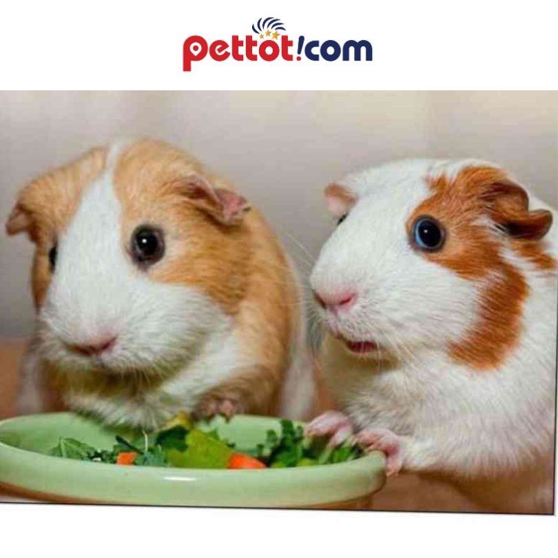 Pét Tốt - Địa chỉ bán Thức ăn cho chuột lang hỗn hợp giá rẻ, chất lượng cao 