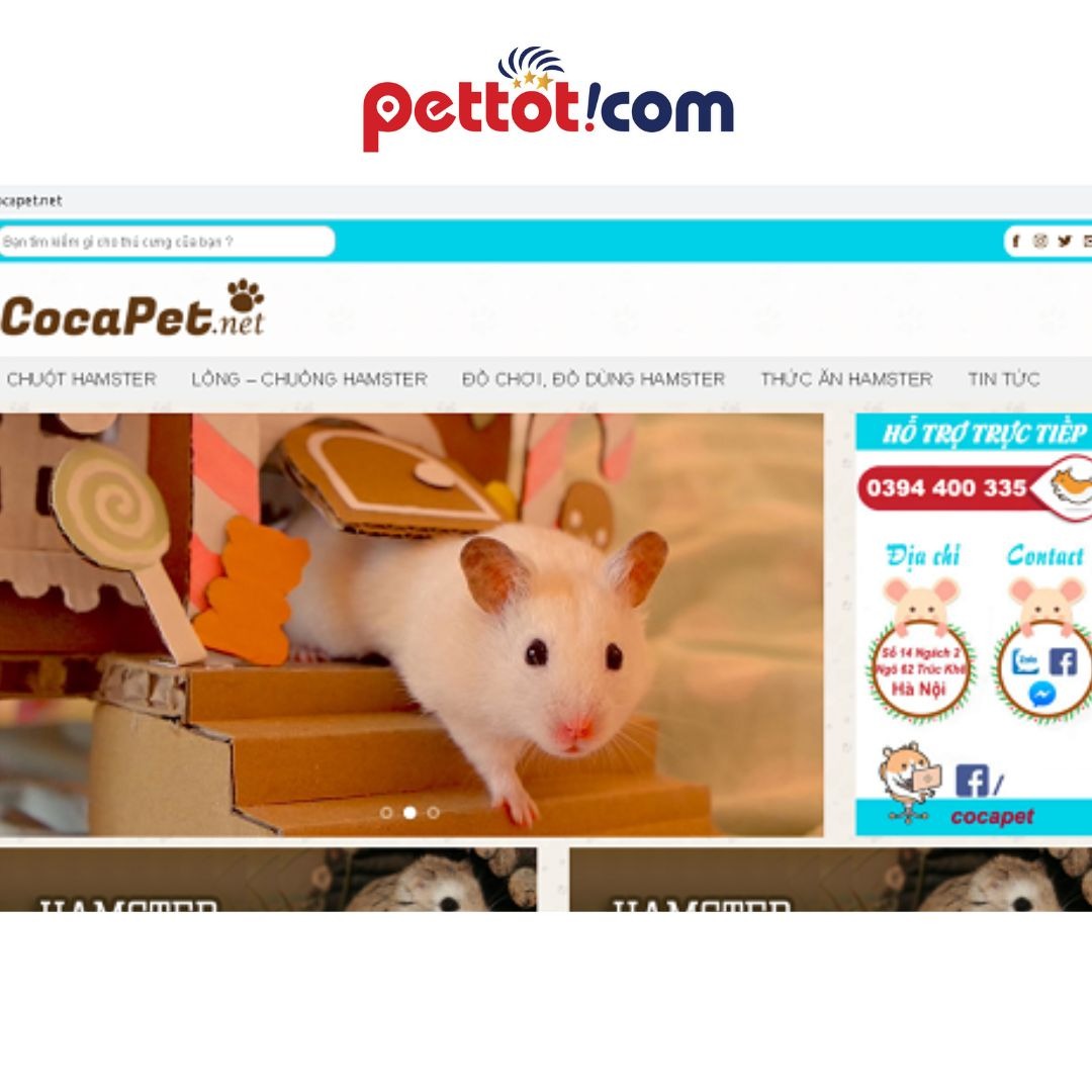 CocaPet.net - địa chỉ bán chuột hamster uy tín
