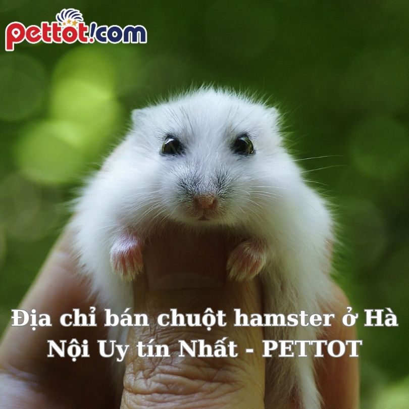 Địa chỉ bán chuột hamster ở Hà Nội Uy tín Nhất – PETTOT shop thú cưng
