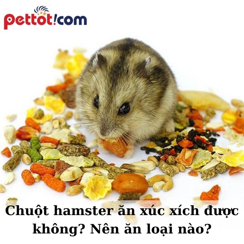 Chuột hamster ăn xúc xích được không? Nên ăn loại nào tốt?