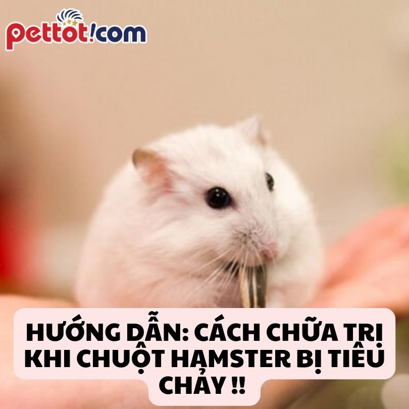 Hướng dẫn: Cách chữa trị khi chuột hamster bị Tiêu Chảy !!