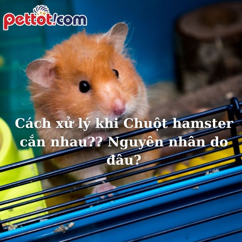 Cách xử lý khi Chuột hamster cắn nhau?? Nguyên nhân do đâu?