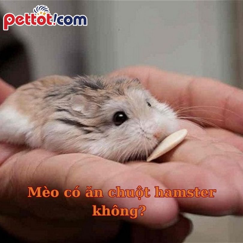Mèo có ăn chuột hamster không