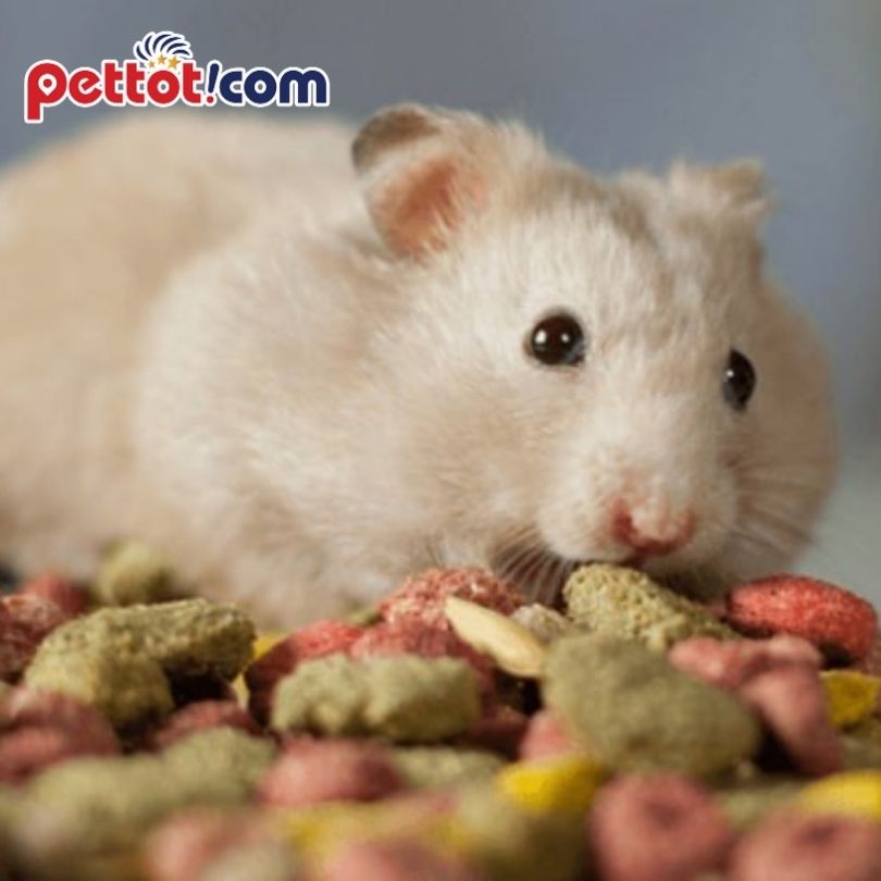 Địa chỉ bán chuột hamster ở Hà Nội - Những lưu ý khi nuôi chuột hamster 