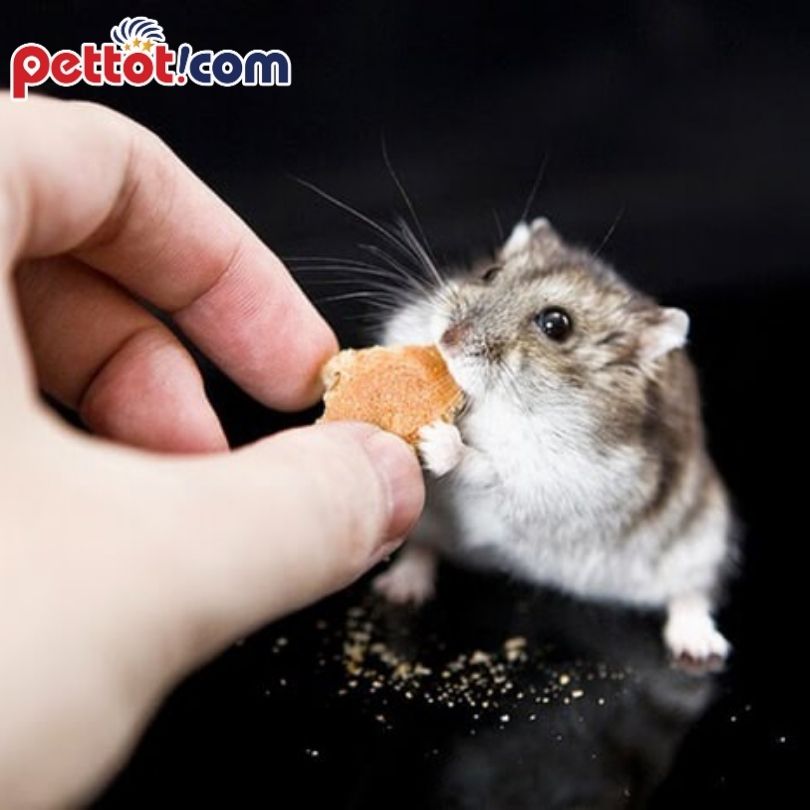 Chuột hamster là giống chuột gì?  - Địa chỉ bán chuột hamster ở Hà Nội Uy tín Nhất